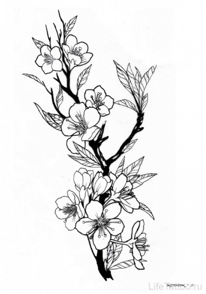 Ветка Сакуры тату эскиз