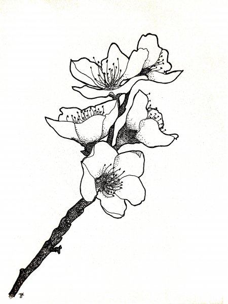 Цветы Сакуры эскиз