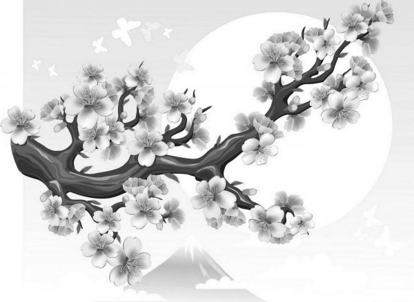 Сакура и Сакура для срисовки