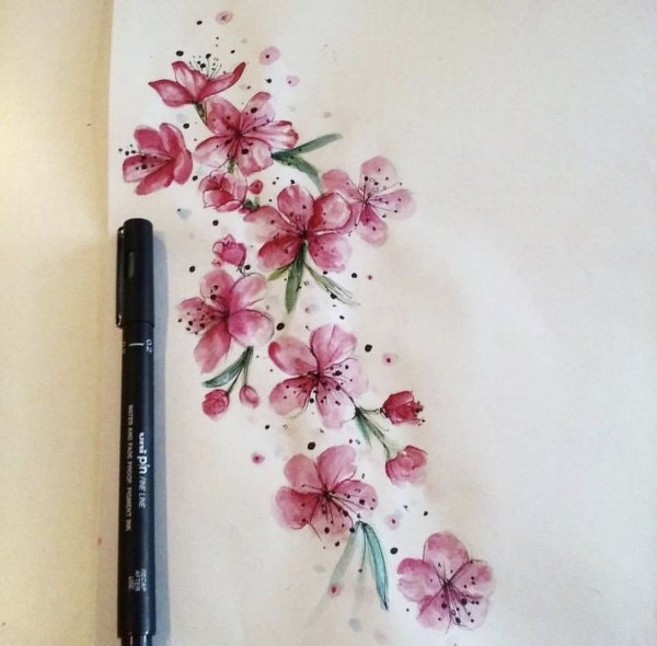 Цветы Сакуры акварель