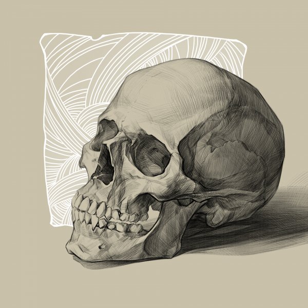 Череп для рисования