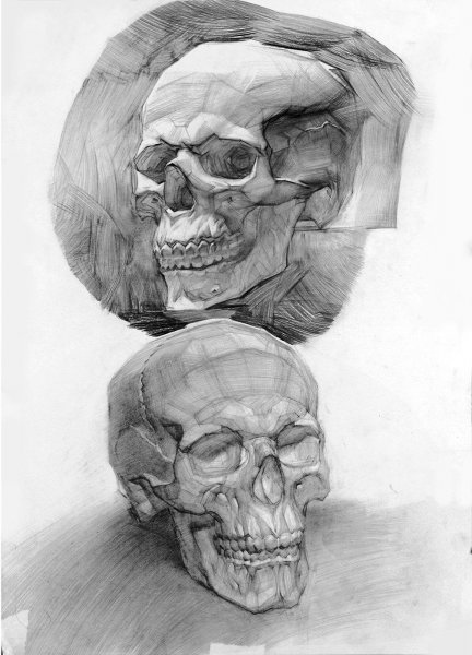 Череп Академический