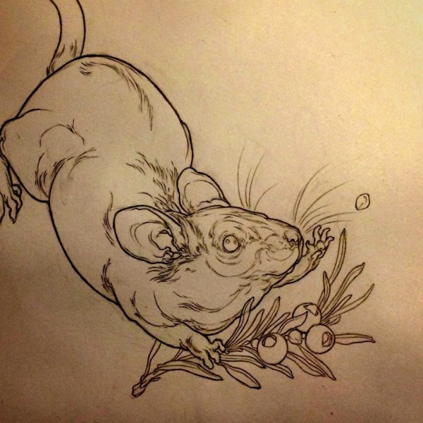 Крыса Графика