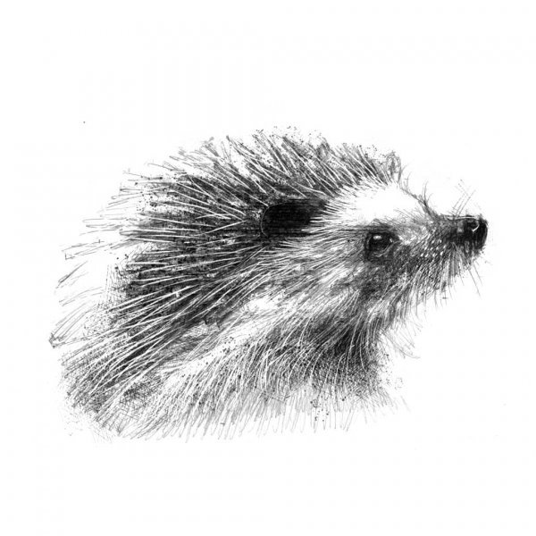 Наброски Ёжика
