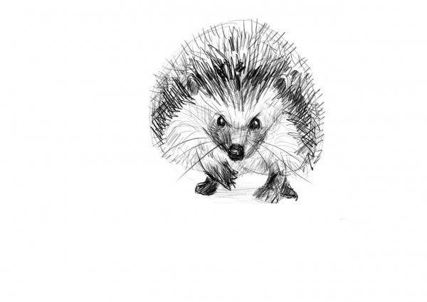 Наброски Ёжика