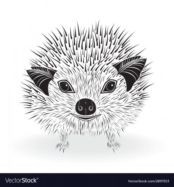 Морда ежа скетч
