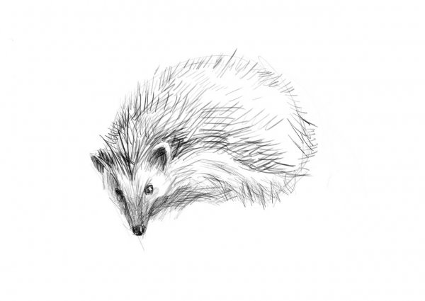 Еж рисунок карандашом