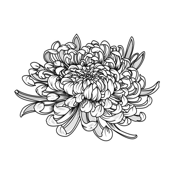 Хризантемы Графика