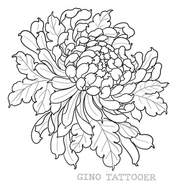 Хризантема эскиз