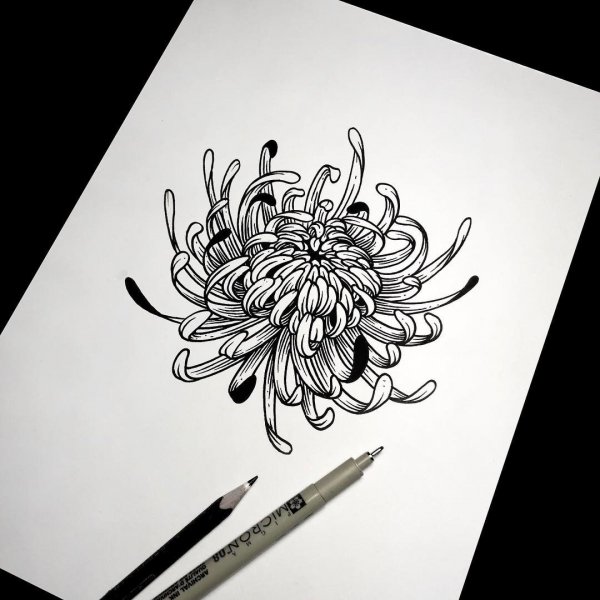 Хризантема тату Графика