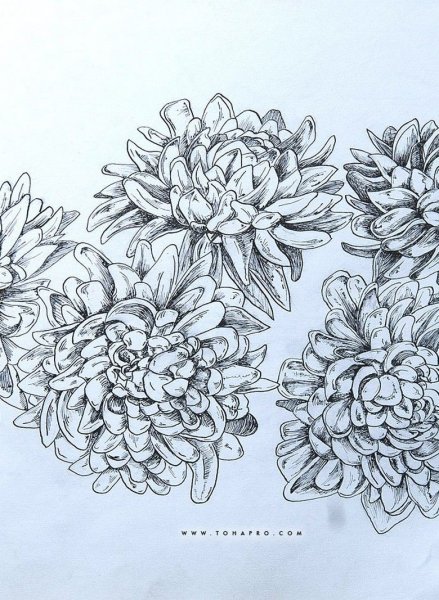 Хризантема скетч