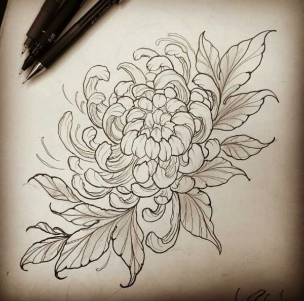 Хризантема тату Япония