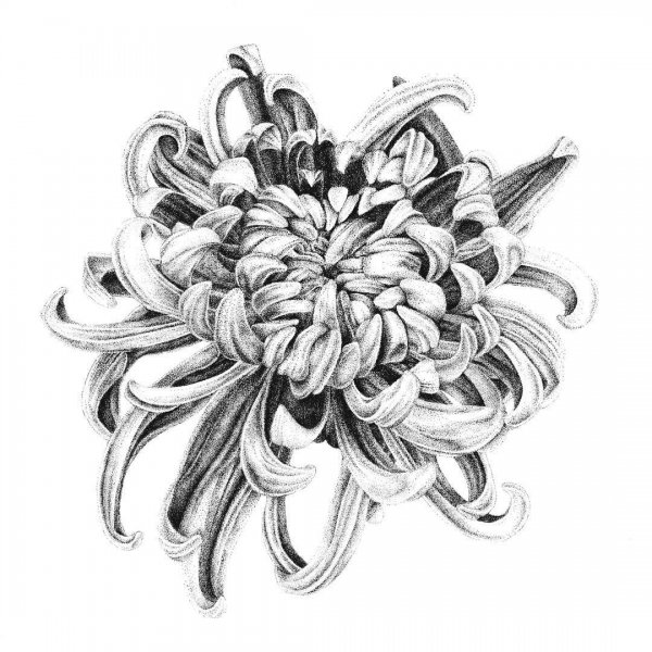 Хризантема дотворк