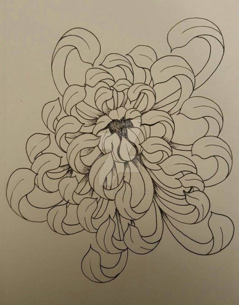 Хризантема Япония эскиз