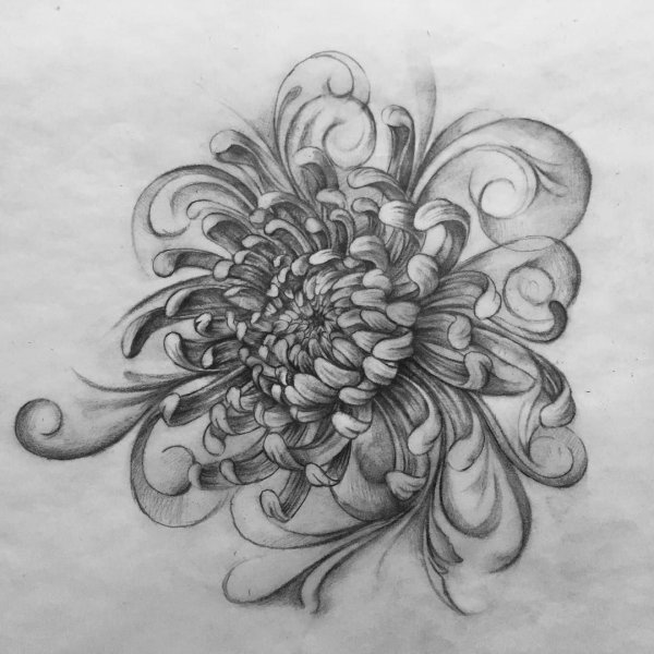 Хризантема тату Графика