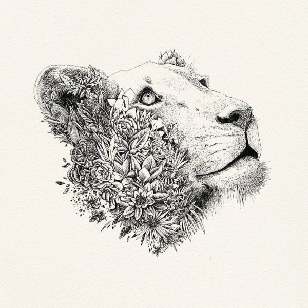 Львица Графика