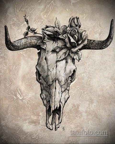 Череп быка