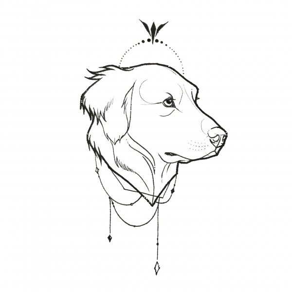 Нео традишнл французский бульдог