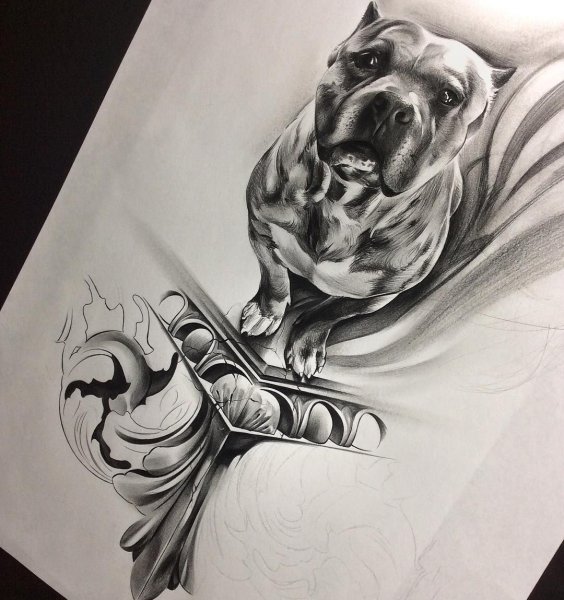 Собака французский бульдог