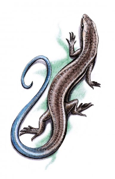 Тату ящерица эскизы