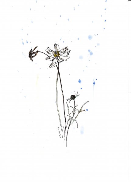 Тату Ромашка