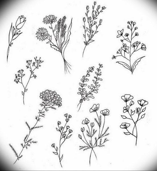 Зарисовки мелких растений