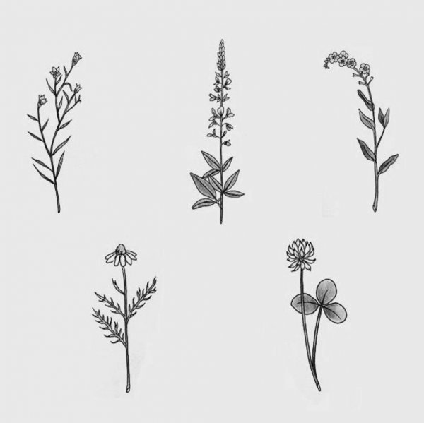 Тату полевые цветы эскизы