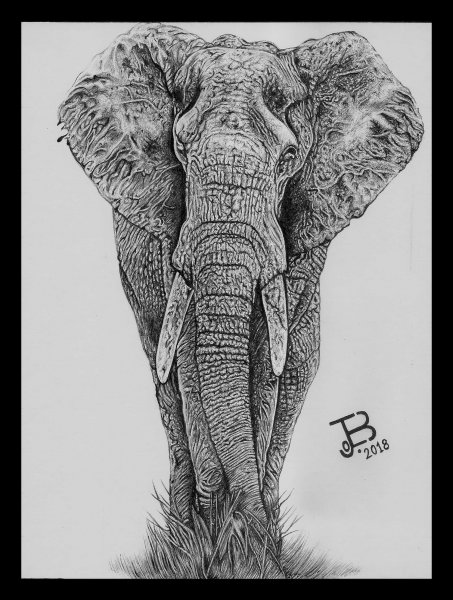 Тату Слоник эскиз