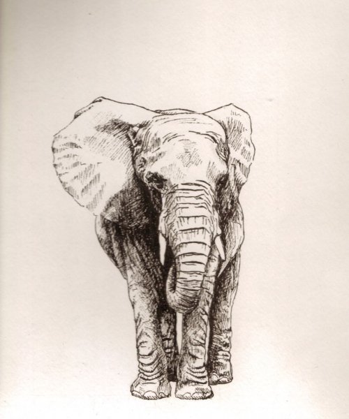 Слон эскиз