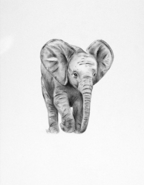 Слоник эскиз