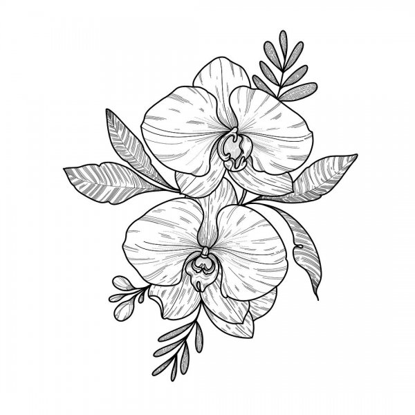 Тату эскизы цветы Орхидея