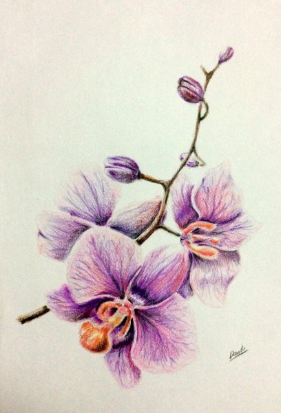 Орхидея акварельными карандашами