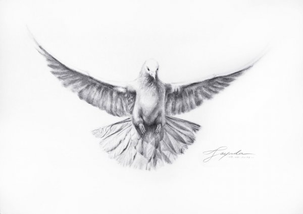 Наброски голубей