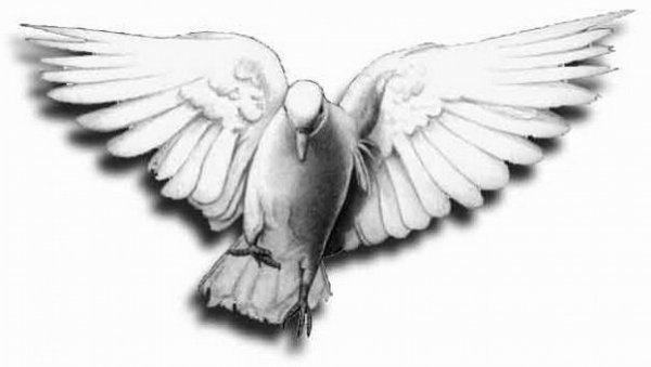 Тату Голубка эскиз