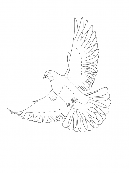 Голубка эскиз