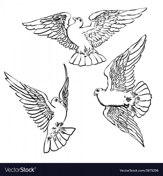 Голубки эскиз тату