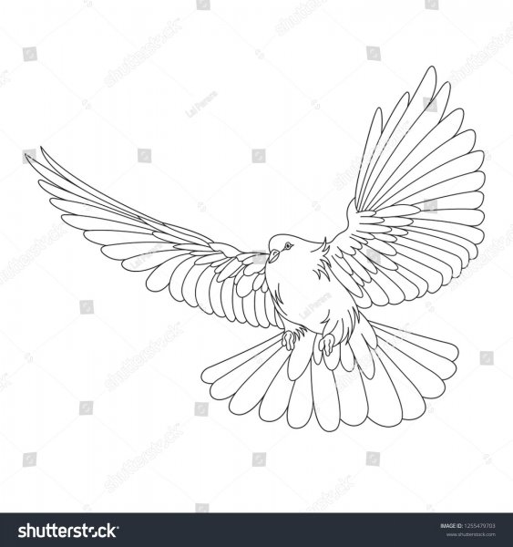 Голубь серпастый рисунок