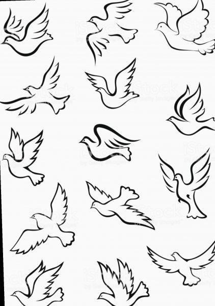 Голуби эскизы рисунки