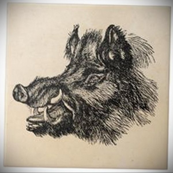Дикий кабан эскиз