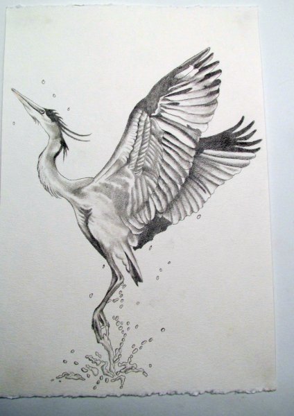 Птицы карандашом