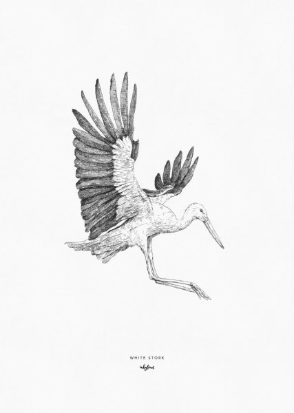Аист эскиз