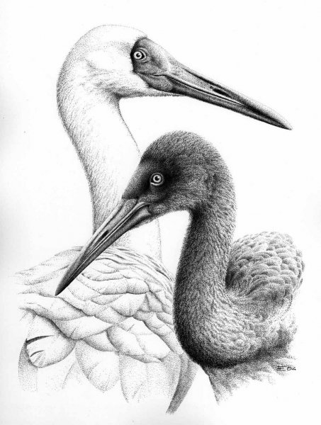 Тату Аист эскизы