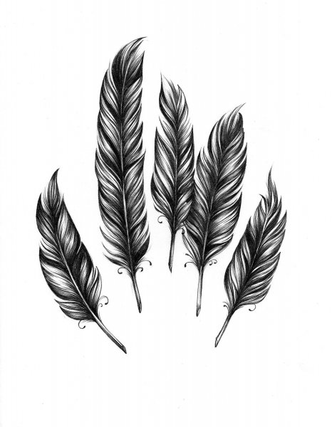 Эскизы красивых перьев