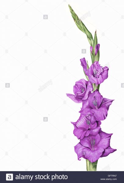 Гладиолус тату эскиз