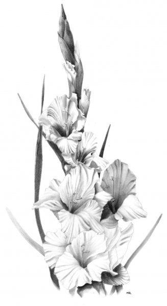 Тату эскизы цветы гладиолусы