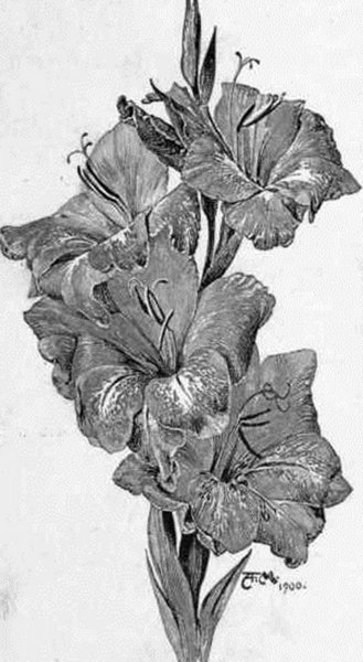 Гладиолус тату эскиз в цвете