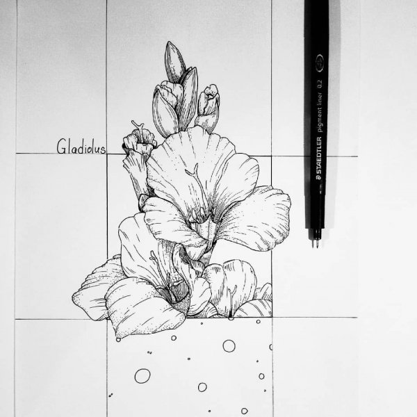 Гладиолус вектор