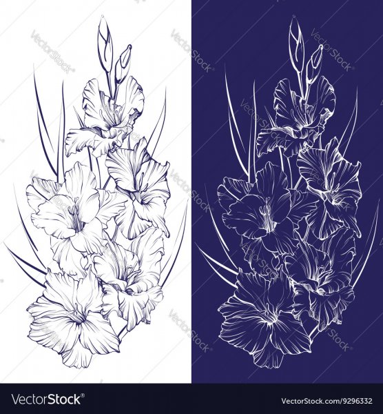 Гладиолус Black and White