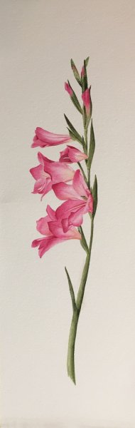 Гладиолус акварелью тат