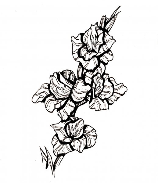 Раскраски цветы гладиолусы
